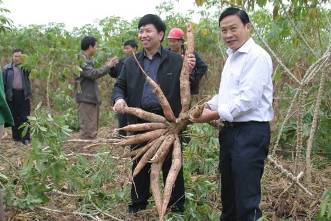 桂平白沙木薯良种示范基地华南5号单株鲜薯达24斤