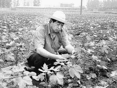 农民棉花育种专家--李修立